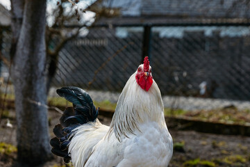 white rooster walking closely in the farm yard in spring