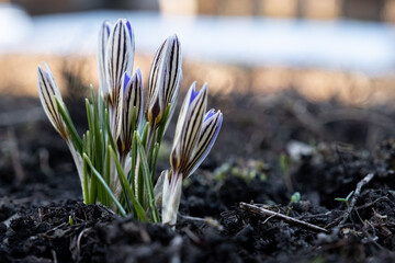 spring crocus flowers in spring