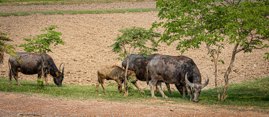 Water buffaloes grazing in the field in Thailand