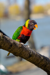 rainbow lorikeet parrot