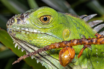 Iguana up close head detail