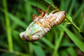 Cicada emerging from its old stage into a winged adult