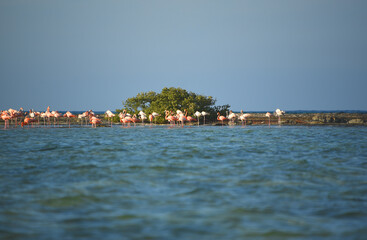 BIRDS- Bahamas- Flock of Wild Flamingos Feeding on a Shoal