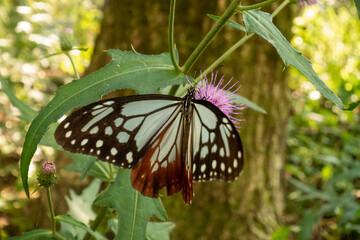 渡り蝶アサギマダラ