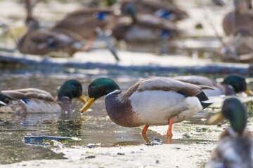 duck in the water