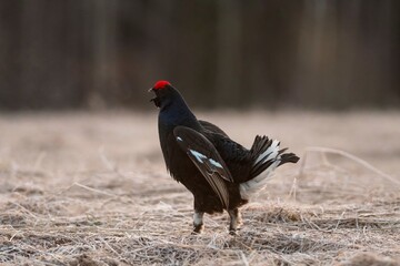 a bird in the forest
