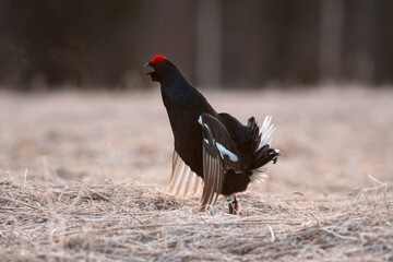 a bird in the forest
