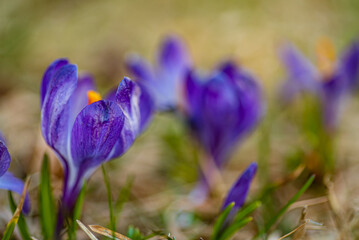 crocuses in the spring garden