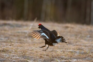 a bird in the field