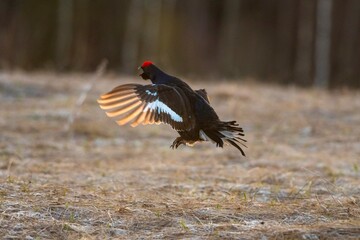 a bird in the field
