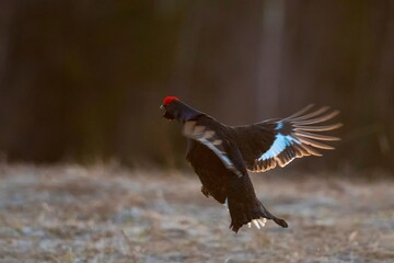 black grouse in the field