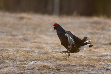 black grouse in the field