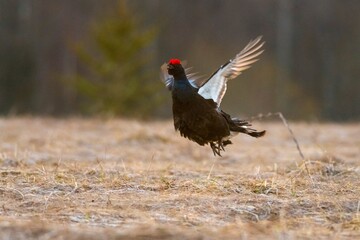 black grouse in the forest