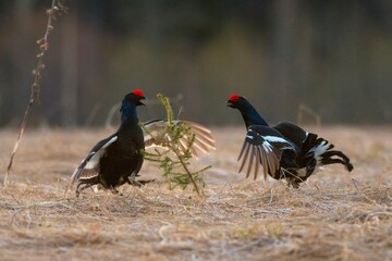 two birds in the forest