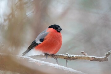 bullfinch on a branch
