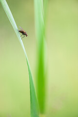 Fly resting on blade of grass. Focus on fly, shallow depth of field, blurred background.