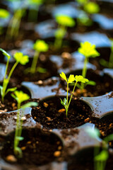 young shoots in the pot