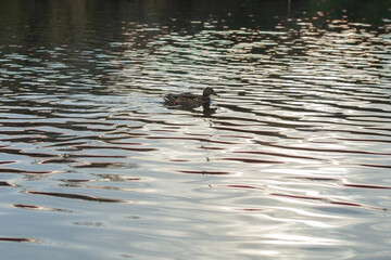 duck swims in the lake