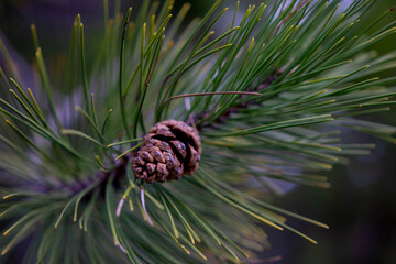 pine cone on the tree