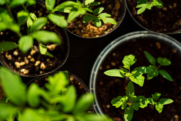 young shoots in the pot