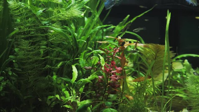 Round aquarium with guppy fish. Plants in the aquarium. Relax. Tetra.