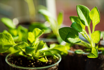 young shoots in the pot