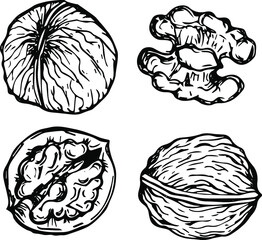 Hand drawn walnut nuts isolated on white background. Vector illustration.