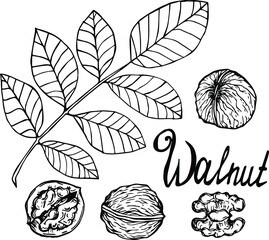 Hand drawn walnut nuts isolated on white background. Vector illustration.