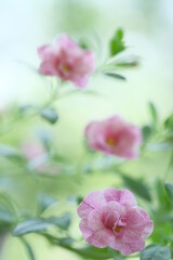 Small pink flowers and green leaves on a bush
