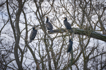 Cormorant, Phalacrocoracidae