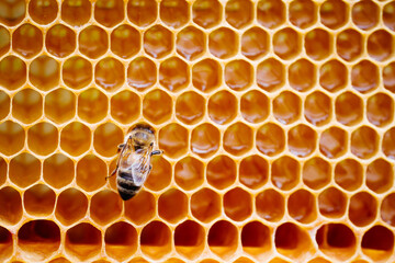 Background texture and pattern of a section of wax honeycomb from a bee hive filled with golden...