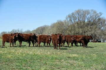 Cattle raising in pampas countryside, La Pampa province, Argentina.