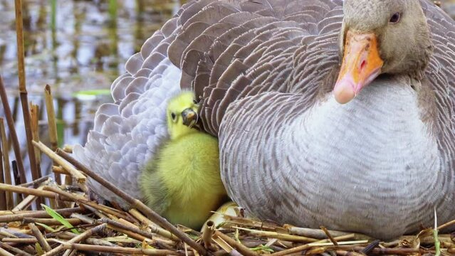Shivering freezing gosling crawls searching under feathers and wings of mother goose