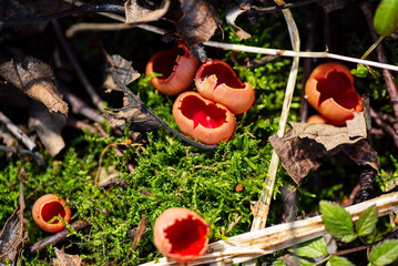 Sarcoscypha coccinea, commonly known as Scarlet peziza