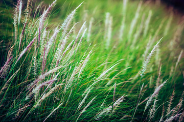 Beautiful white grass flower meadow field and green leaf.