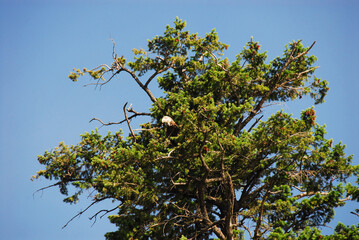 BIRDS- Canada- A Bald Eagle Hiding in a Tall Pine Tree