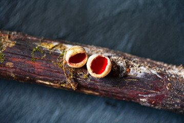 Sarcoscypha coccinea, commonly known as Scarlet peziza