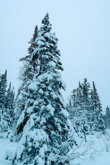 A spruce tree covered in snow vertical orientation.