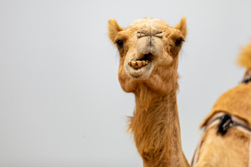 Chewing Camel in the desert near Doha, Qatar