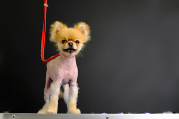 naked Chinese crested dog with a leash around its neck on a black background