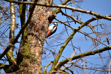 A woodpecker bird knocks with its beak on a tree trunk.