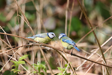 Blaumeisenpaar