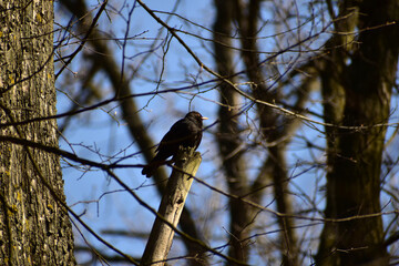 A black starling sits on a branch.