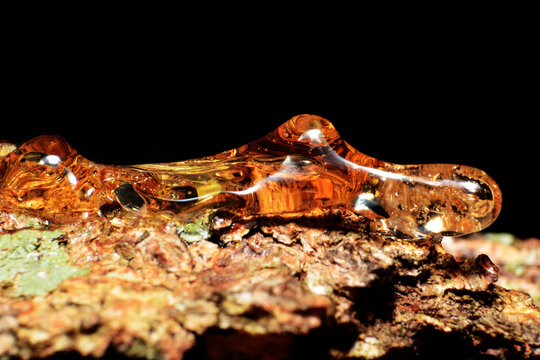Solid amber resin drops on a tree trunk.