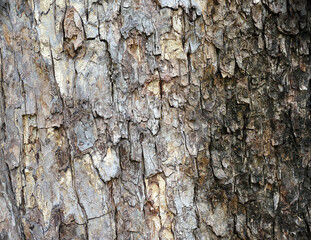 Wood Tree Texture Background Pattern