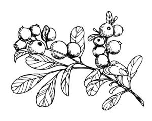 Sketch of Cranberry branch. Hand drawn vector illustration of lingonberry. Drawing of wild forest plant with berry and leaves