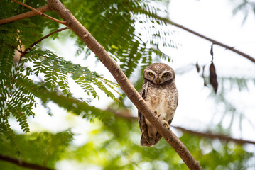 Spotted owlet
