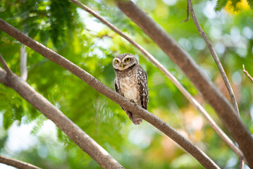 Spotted owlet