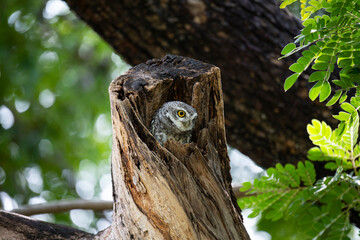Spotted owlet