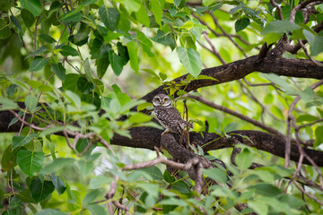 Spotted owlet
